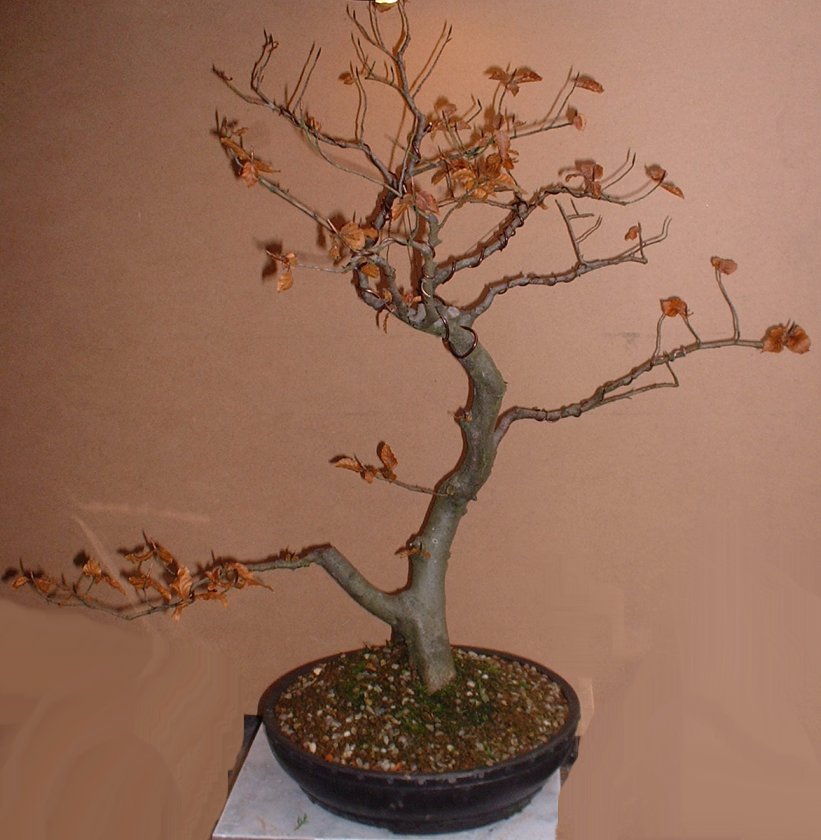 "Before" image of the European Beech bonsai by Harry Harrington in 2002