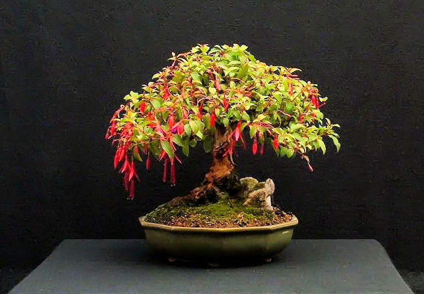 fuchsia bonsai