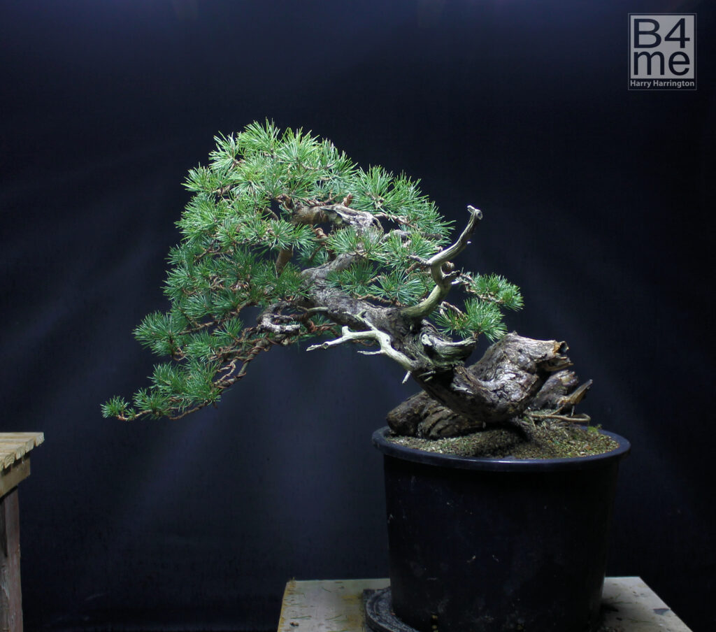 Scots Pine bonsai. Styled by Harry Harrington.