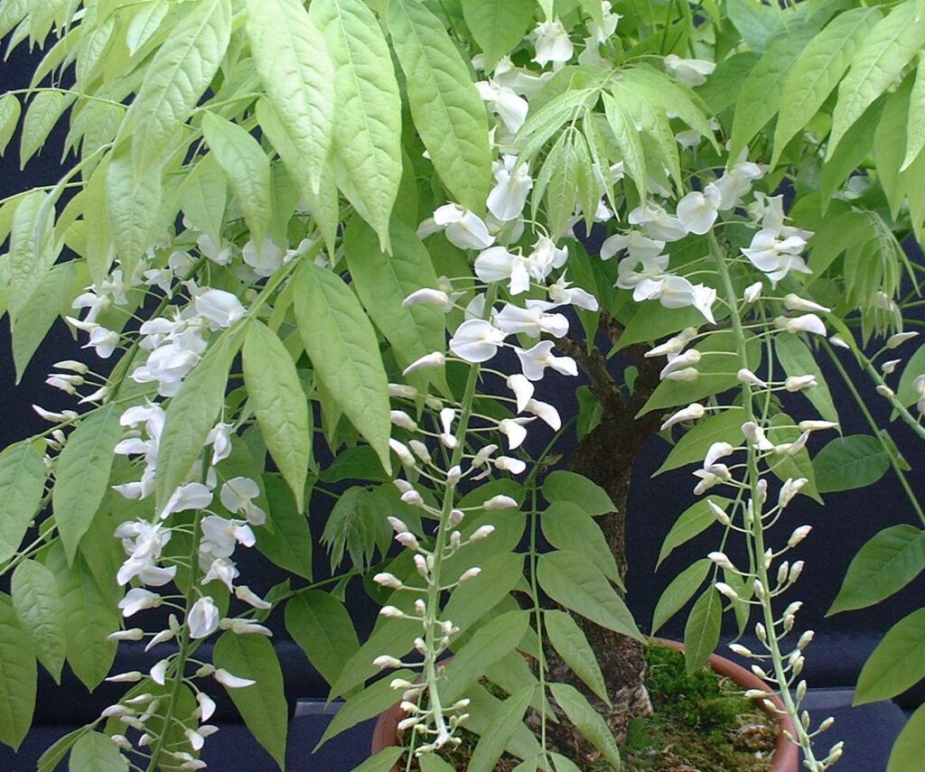Wisteria bonsai flowers