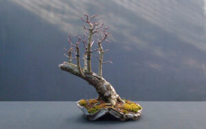Damaged hawthorn bonsai