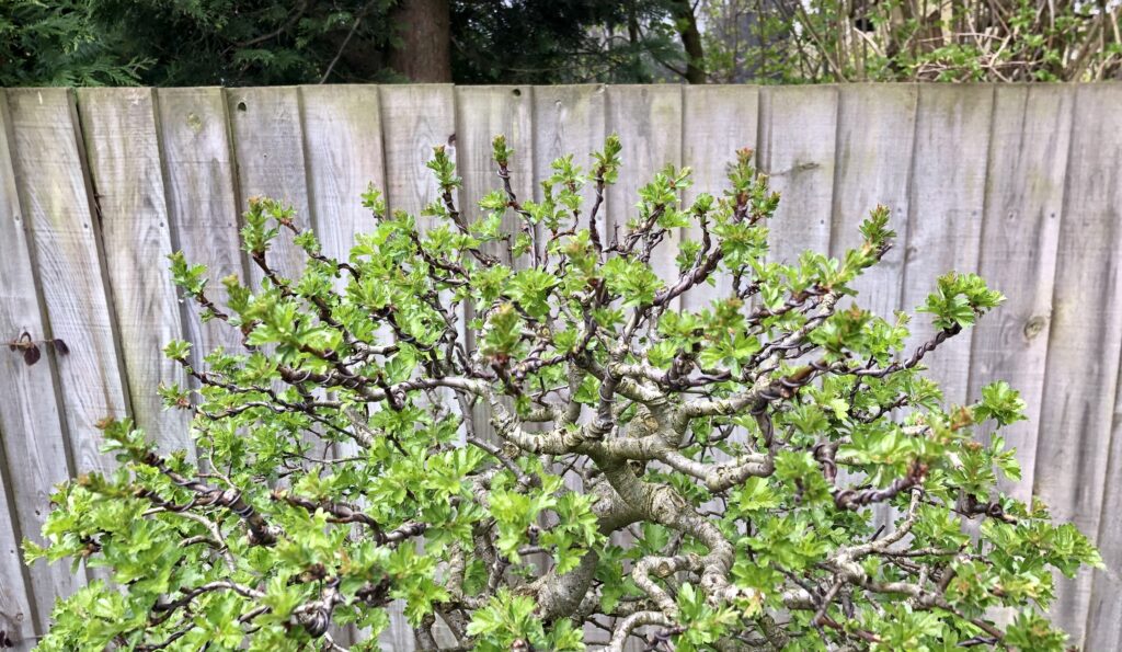 Hawthorn bonsai crown