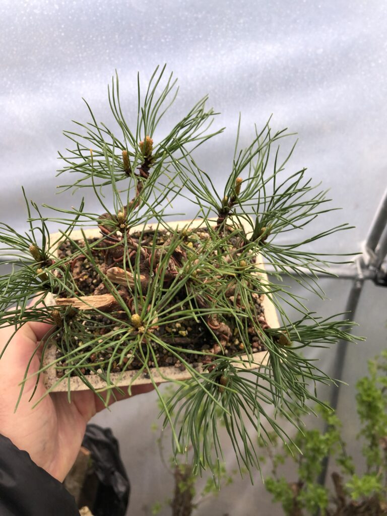 scots pine bonsai