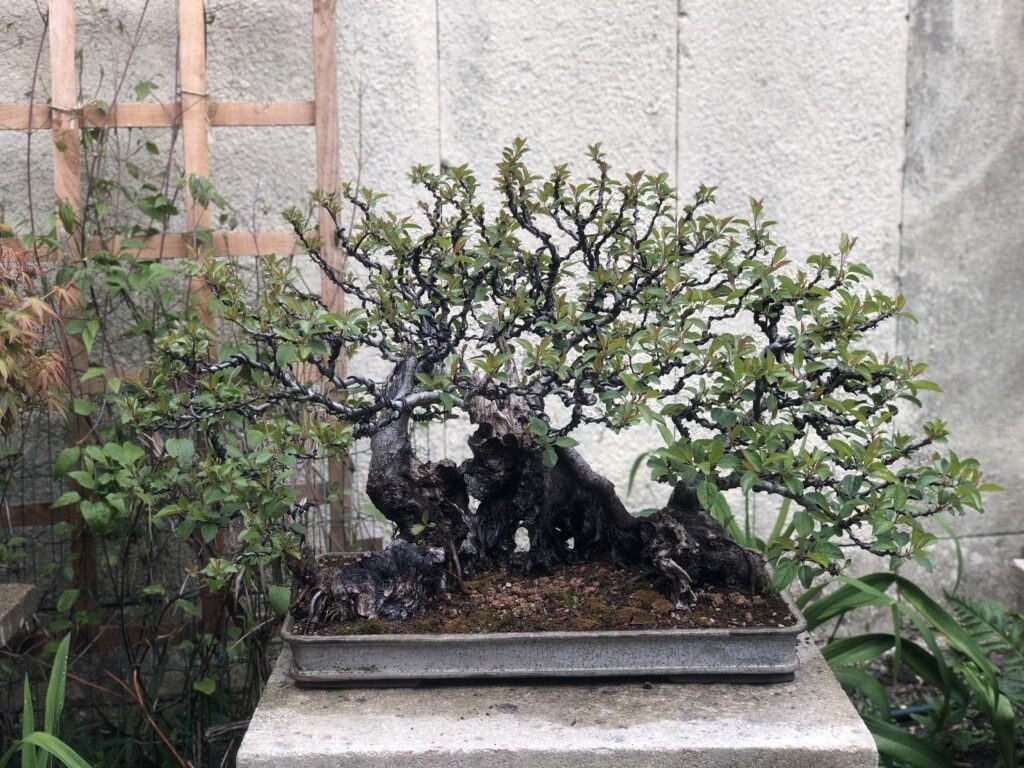 the crown of a Crab Apple bonsai