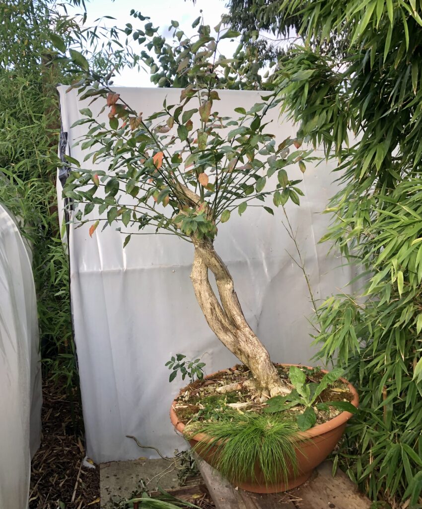 yamadori Spindle bonsai