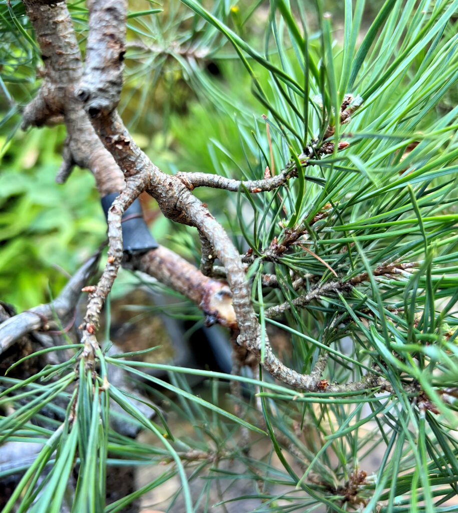 Bonsai Zen Garden - sepsis13