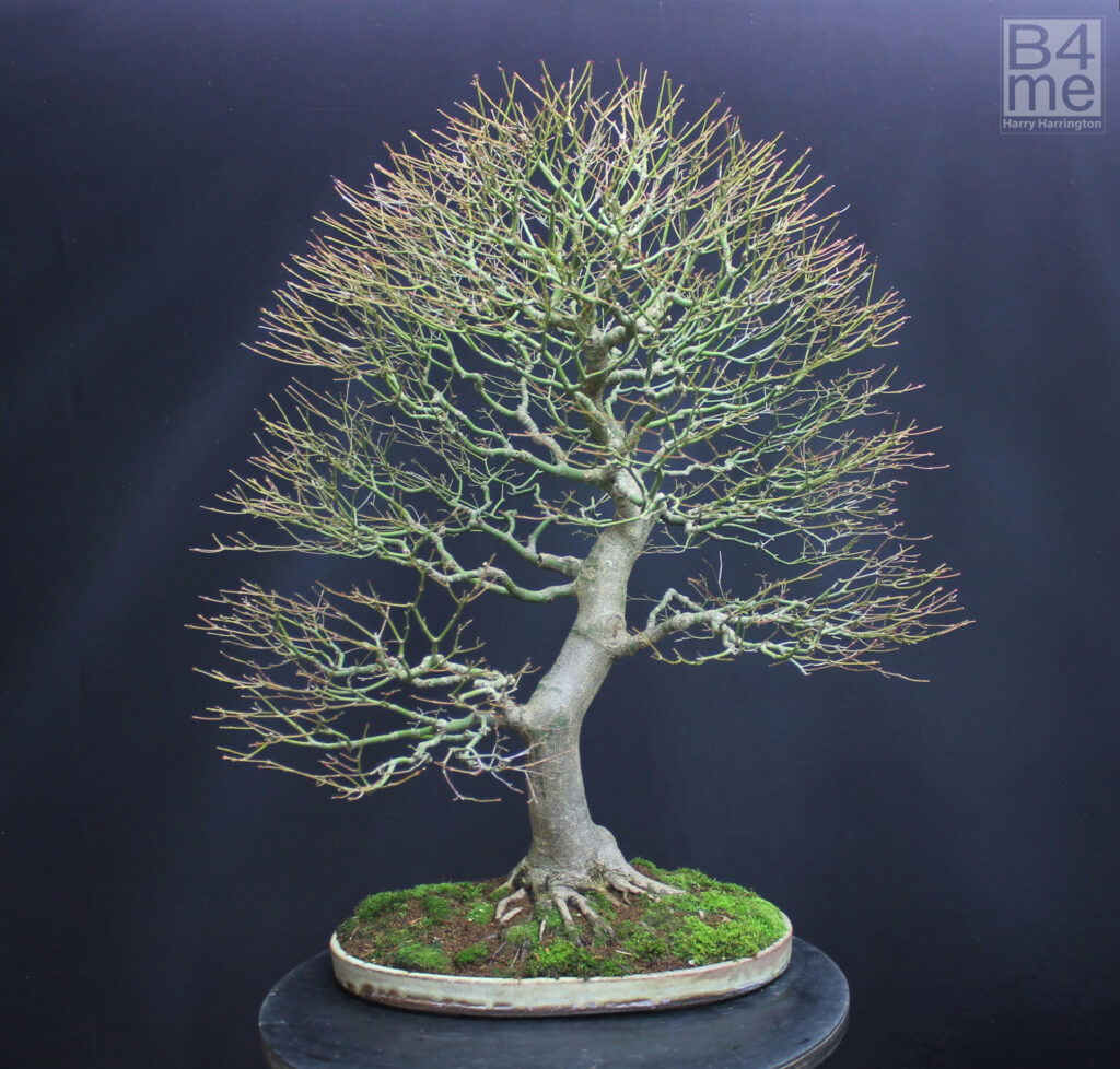 Acer palmatum/Japanese Maple bonsai