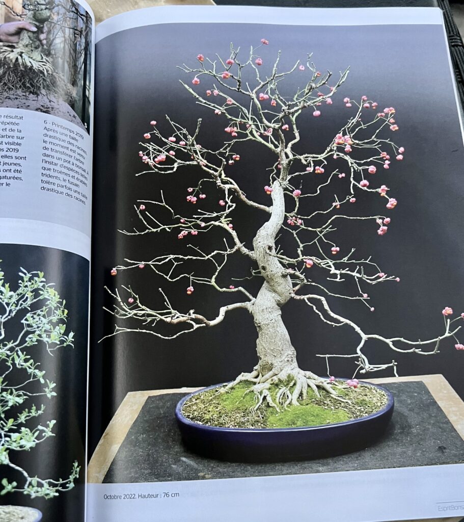 And another bonsai magazine article arrives!