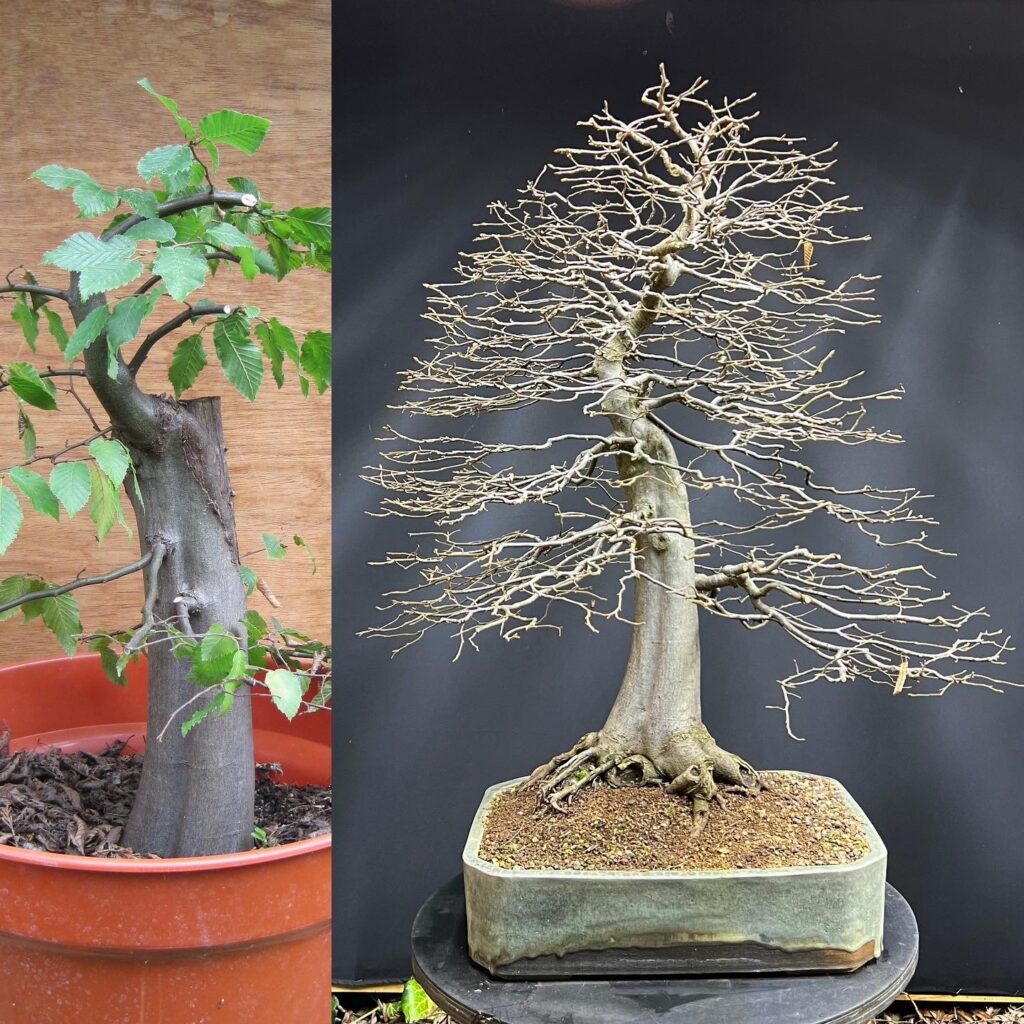European Hornbeam bonsai before and after