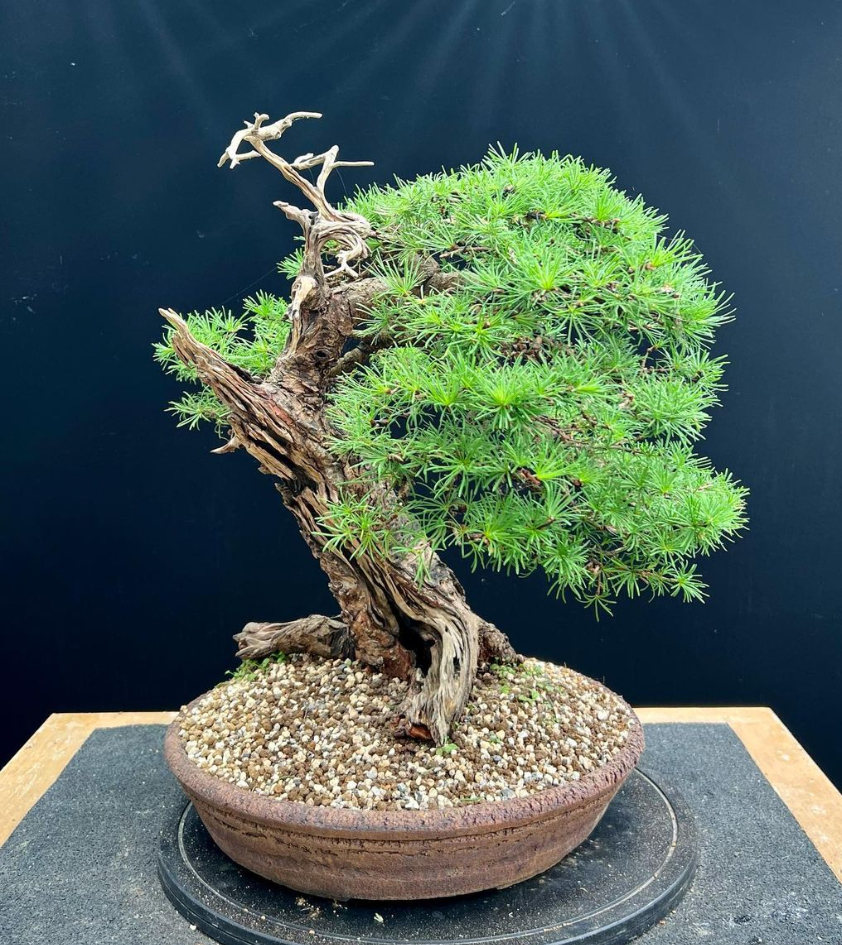 Larch bonsai owned by Ben McNulty