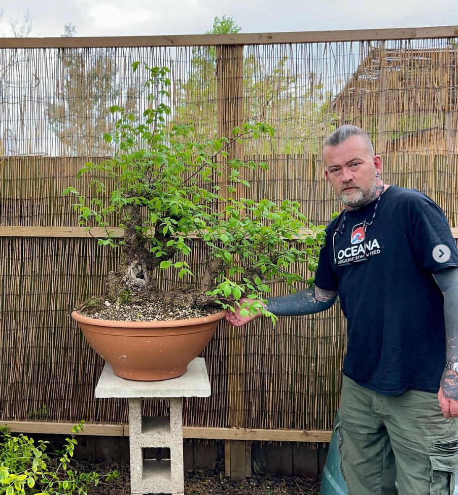 An Elm bonsai airlayer courtesy of sean stolp