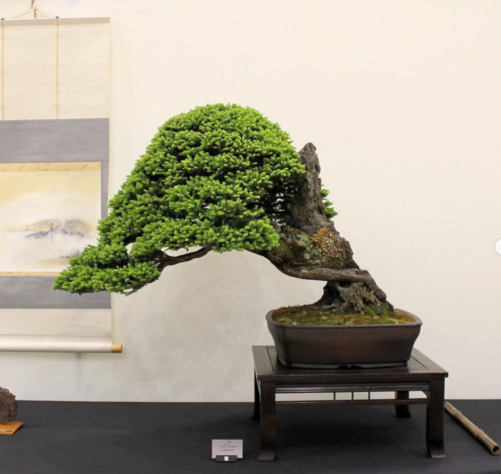 A stunning Picea glehnii/Ezo Spruce bonsai at the ExpoBonsai UK 2022