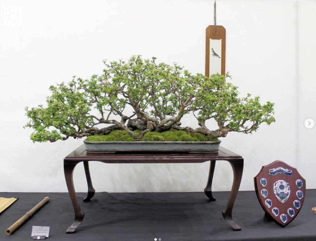 Hawthorn bonsai ExpoBonsai Show 2022