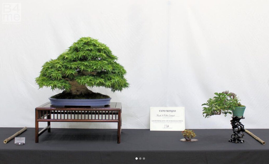 an Acer palmatum/Japanese Maple bonsai and a stunning Pyracantha bonsai.