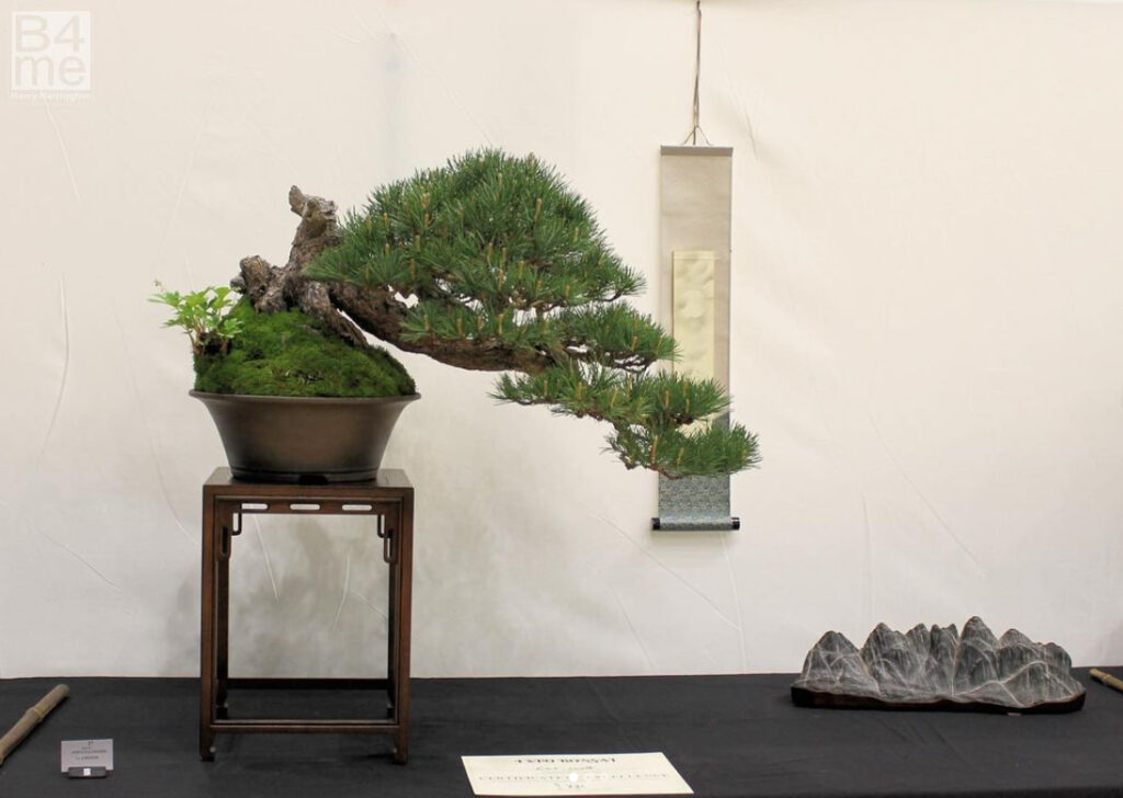 Pinus sylvestris/Scots Pine bonsai from Caz Bonsai