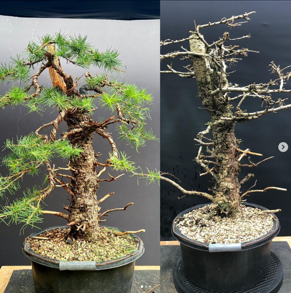 Big European Larch bonsai commission I completed last week
