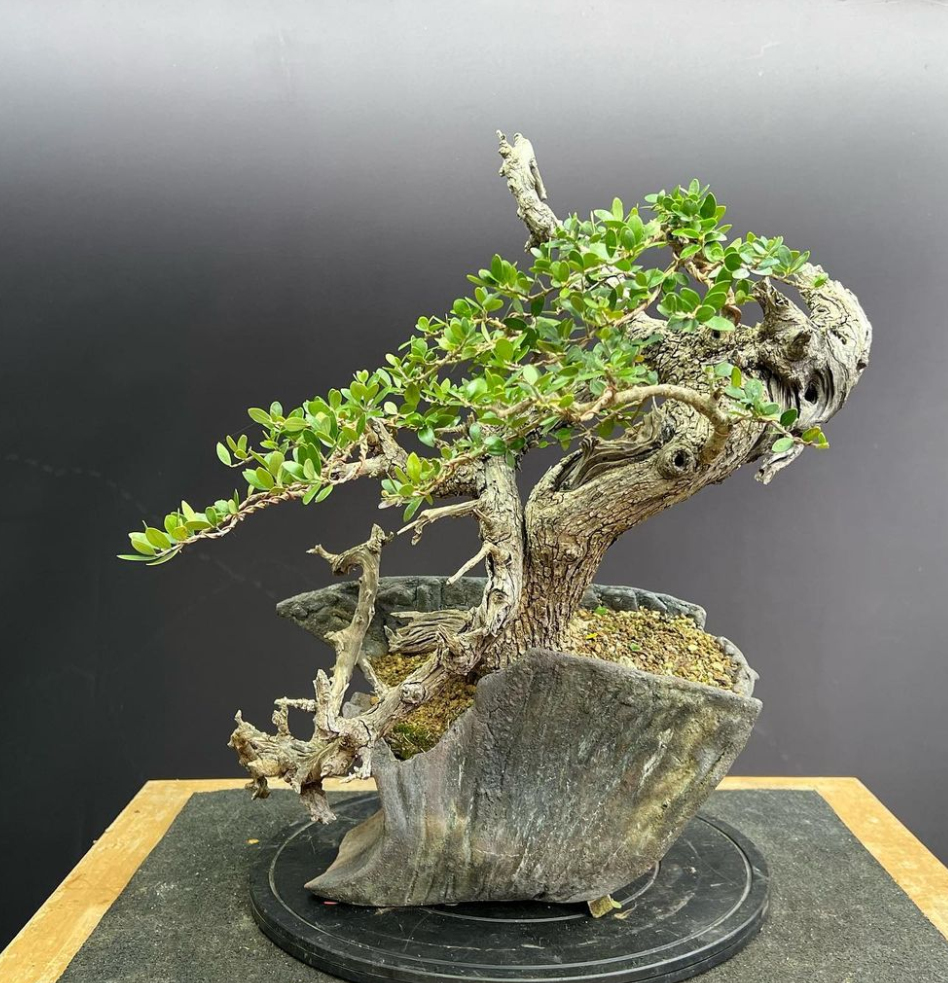 My Olea sylvestris/Wild Olive bonsai after further refinement yesterday