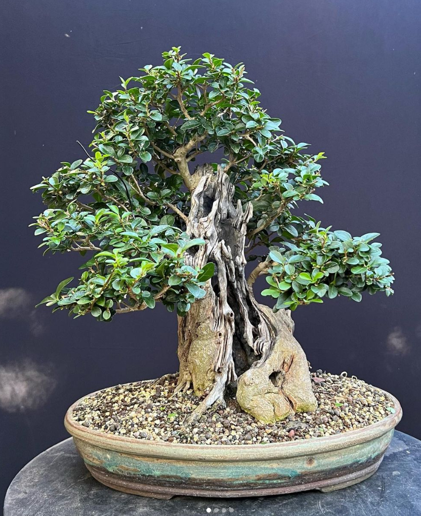 Privet bonsai carved today as a commission