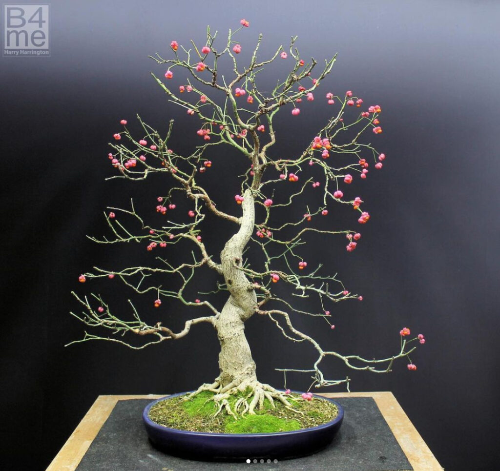 a photo session for @espritbonsai_officiel magazine on my Euonymus europaeus/European Spindle bonsai