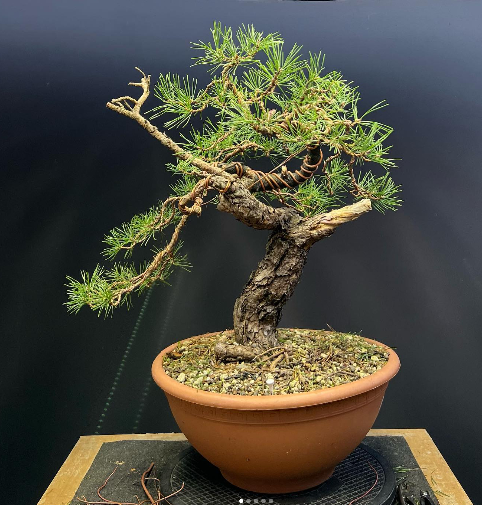 First styling today for this yamadori Scots Pine bonsai