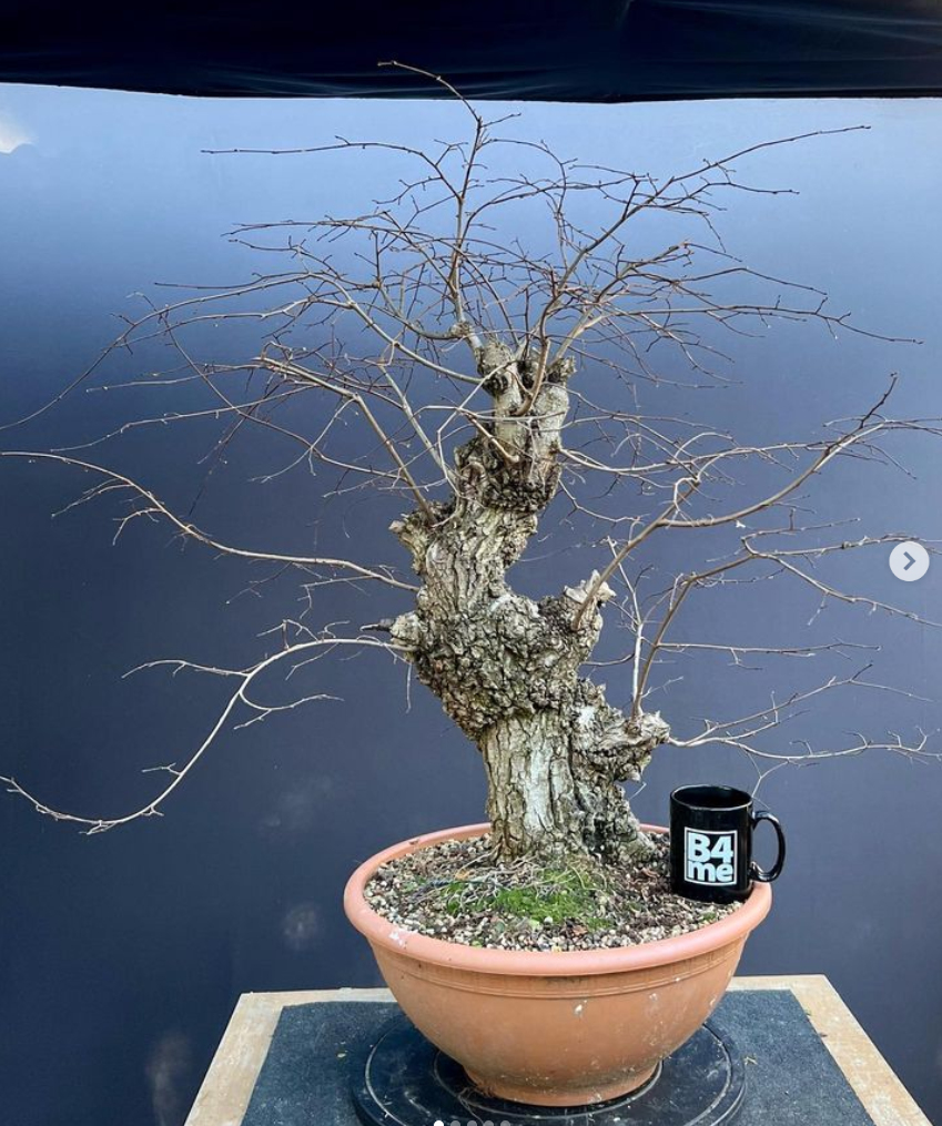 This English Elm bonsai was an airlayer
