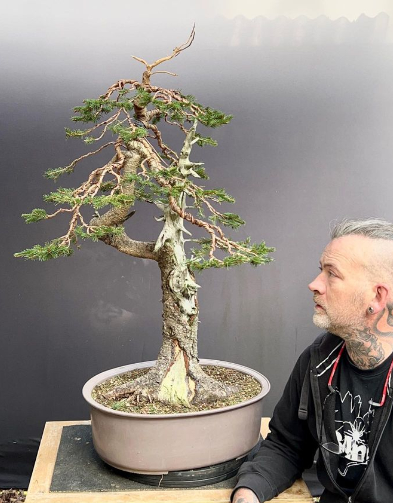 a big metre tall Norway Spruce bonsai