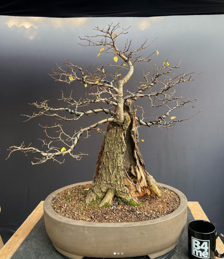 big English Elm/Ulmus minor bonsai