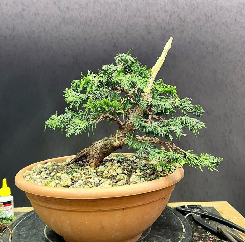 Hinoki Cypress bonsai from nursery stock