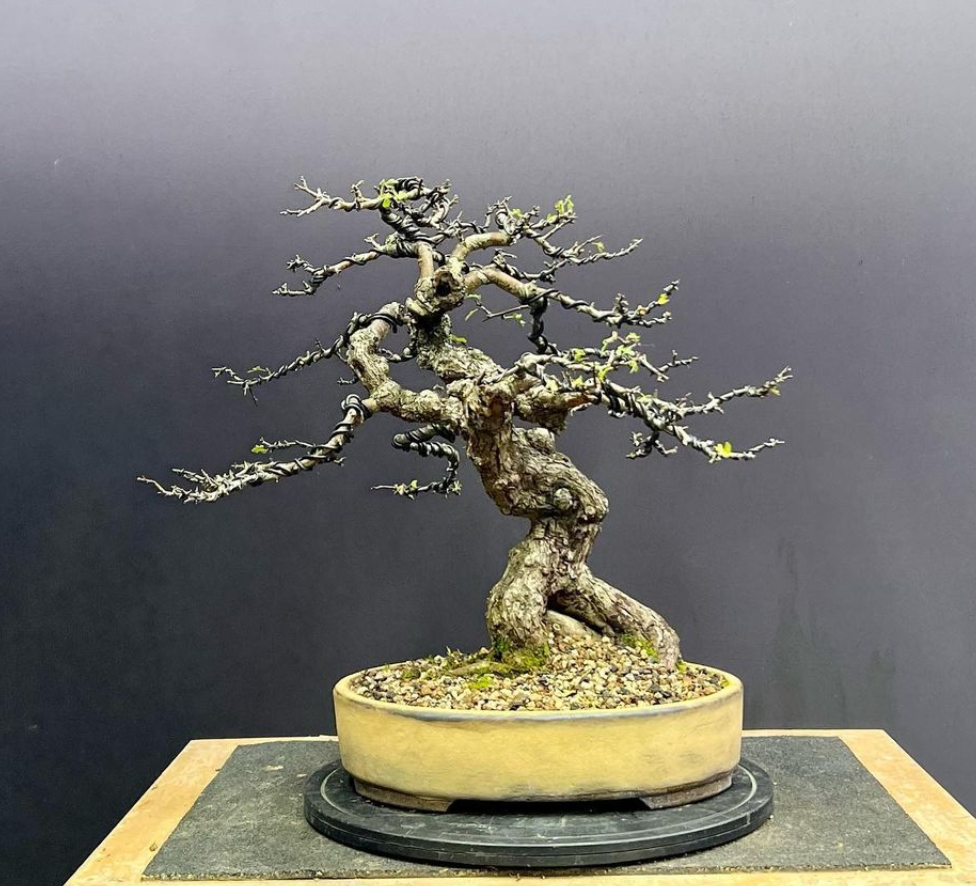 Hawthorn bonsai commission
