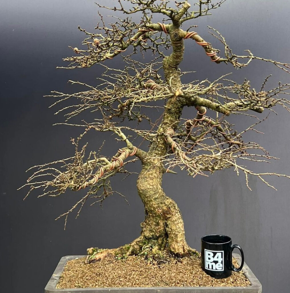Welsh yamadori Larch bonsai