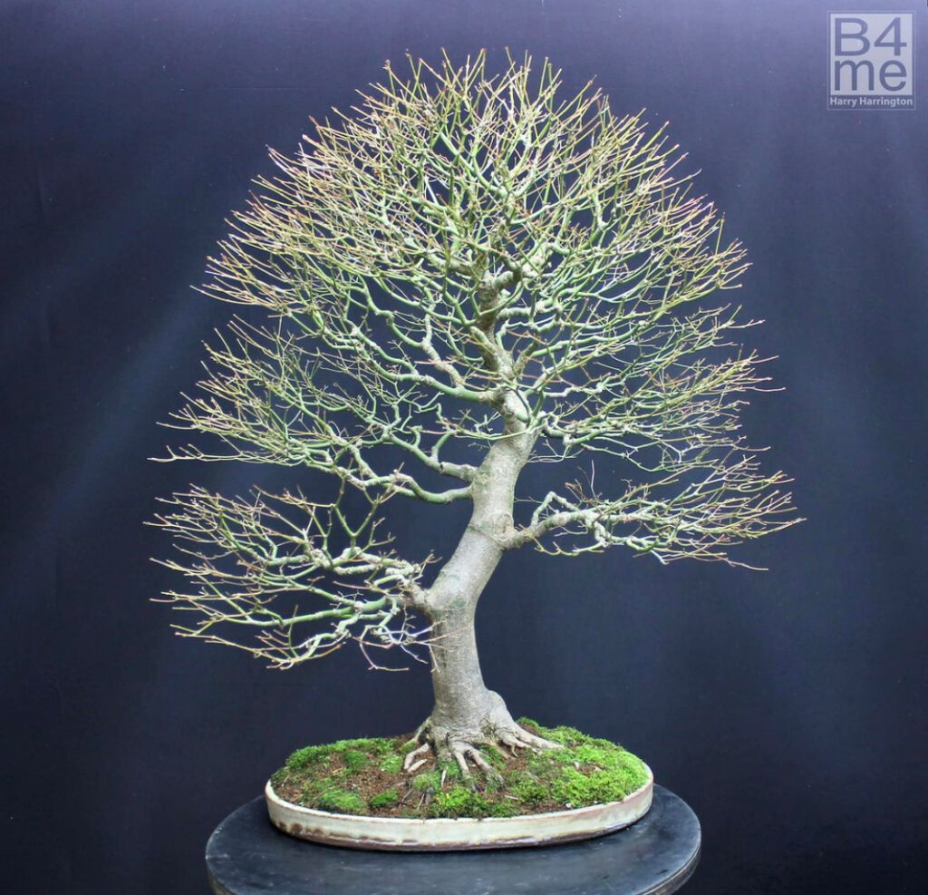 My Acer palmatum/Japanese Maple bonsai