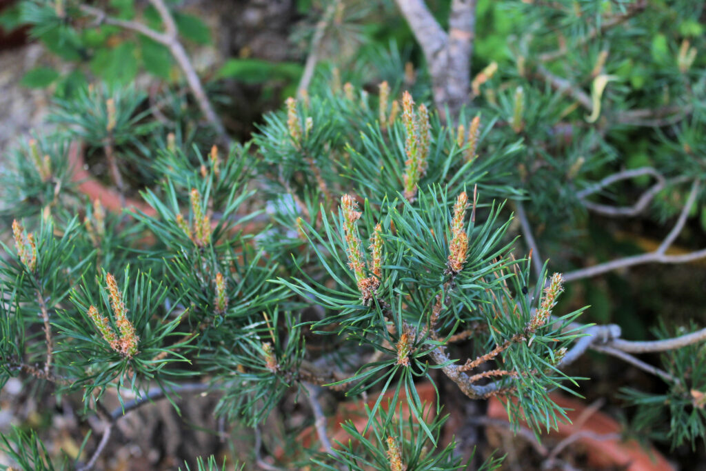 Pine bonsai candles