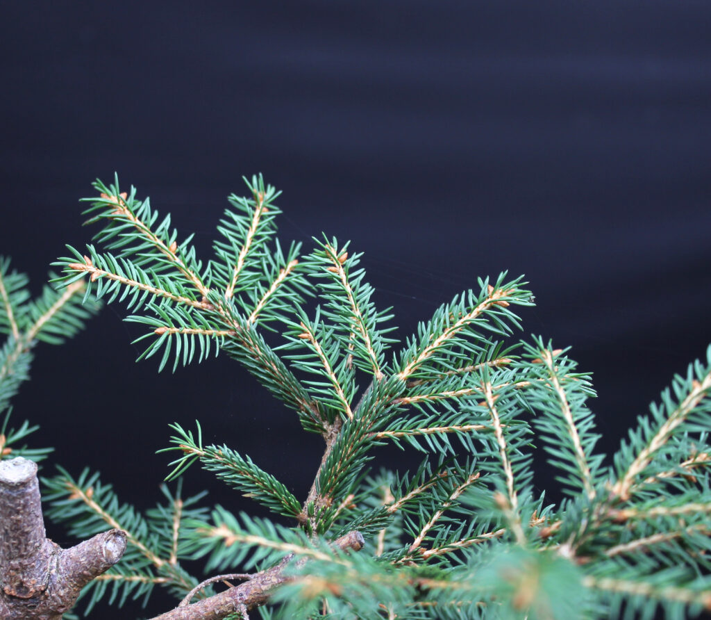 Spruce bonsai