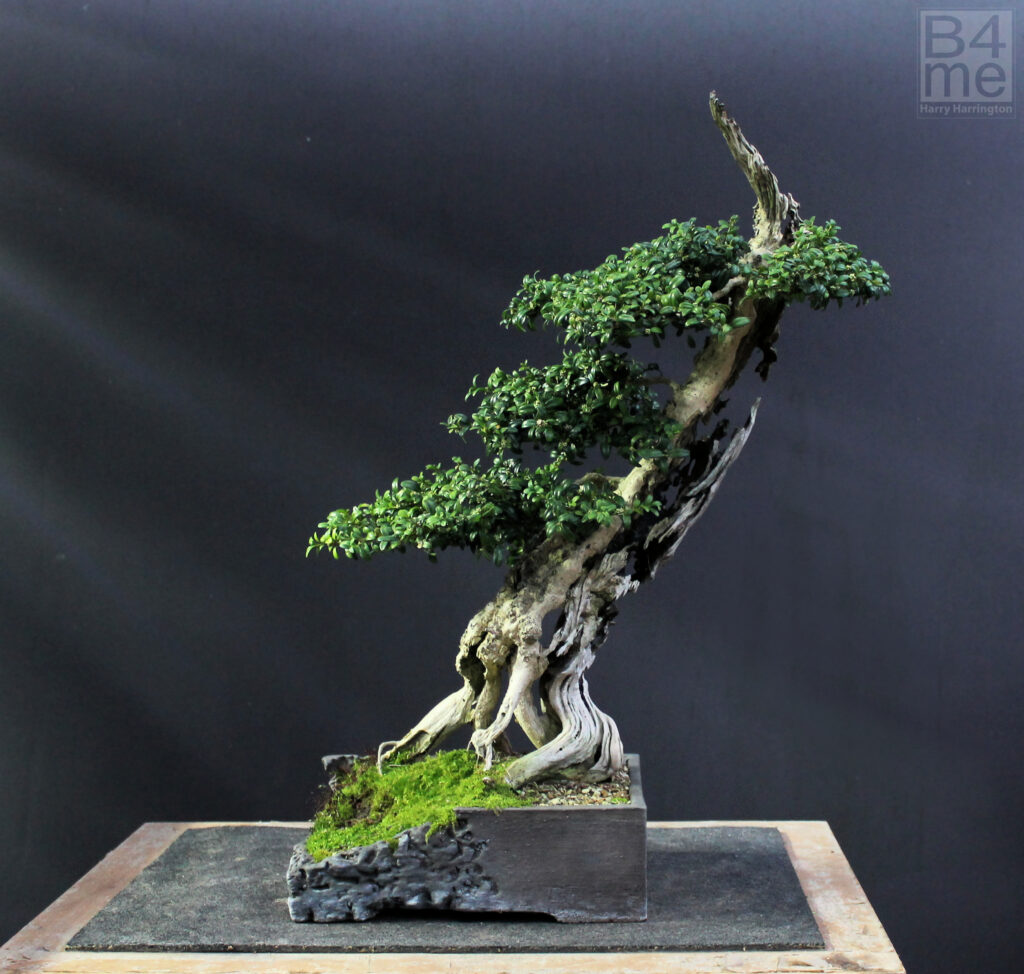 “Alice’s Tree”, a Boxwood bonsai