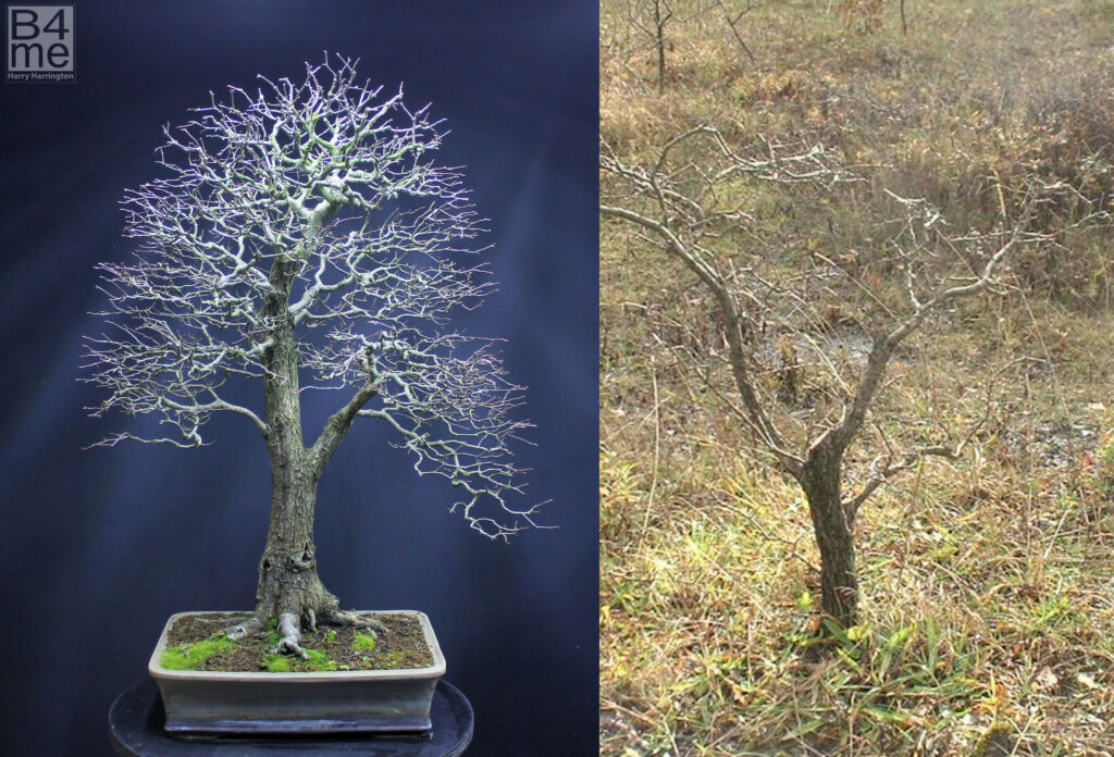 A side-by-side before and after of the same tree, a Hawthorn bonsai of mine. Pictured here in late 2002 after chopping but prior to collecting, and now, 20 years later. Height 36”/91cm, bonsai pot made for the tree by Victor Harris of Erin Pottery.