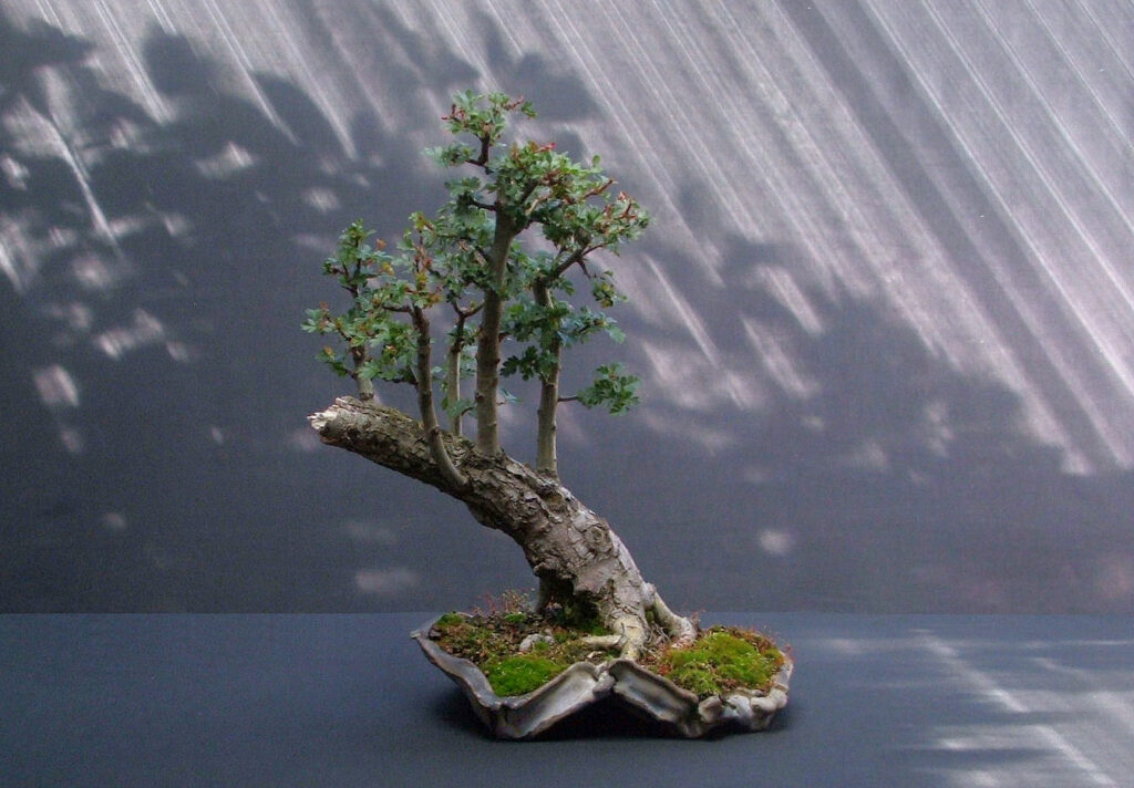 Fallen trunk Hawthorn bonsai