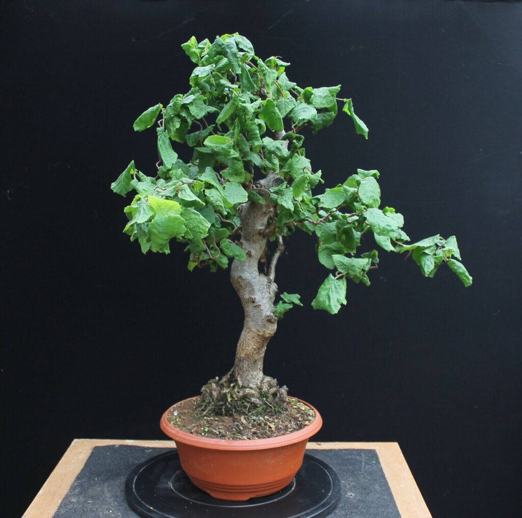 Corylus avallena 'Contorta'/Corkscrew Hazel or 'Harry Lauder's Walking Stick' bonsai.