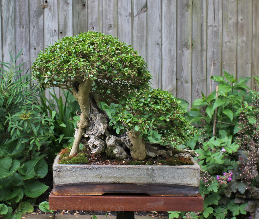 Privet bonsai by Harry Harrington