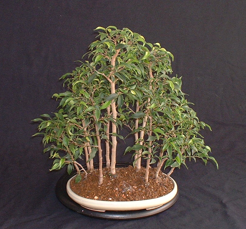 Ficus Fig bonsai