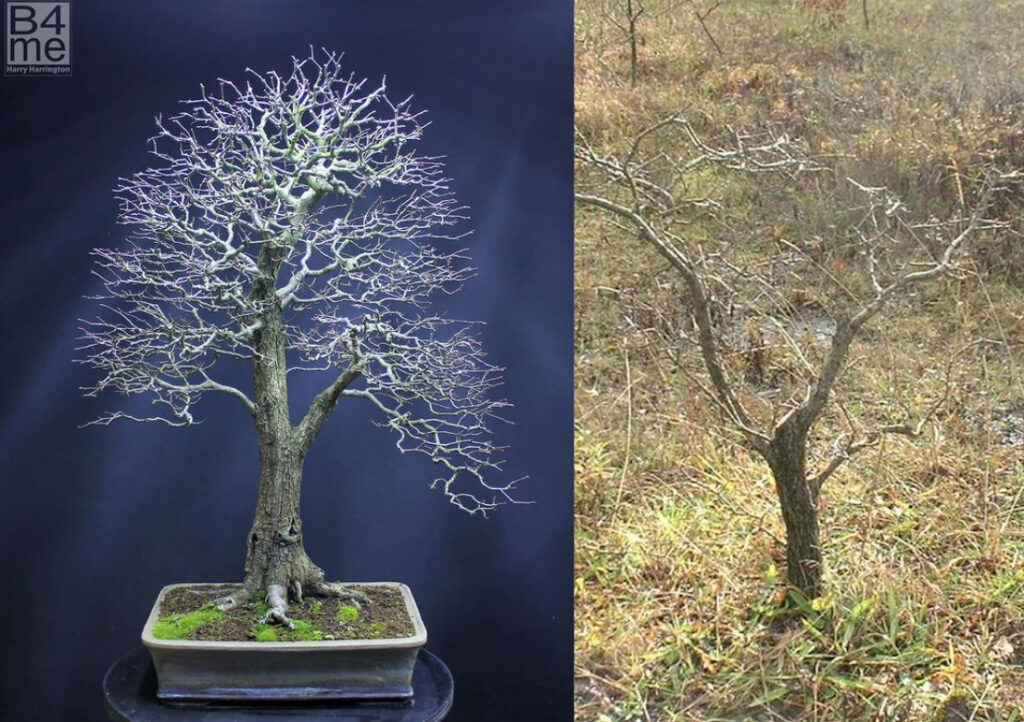 Crataegus monogyna/Common Hawthorn bonsai