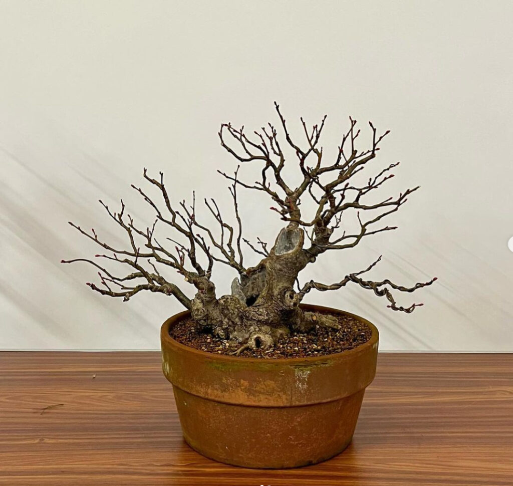 Small-leaved Lime or Linden bonsai