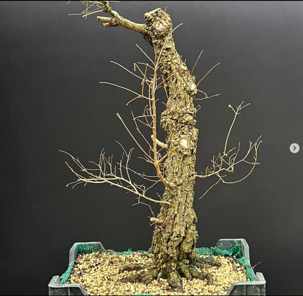 My new Chinese Elm bonsai, a metre tall tree