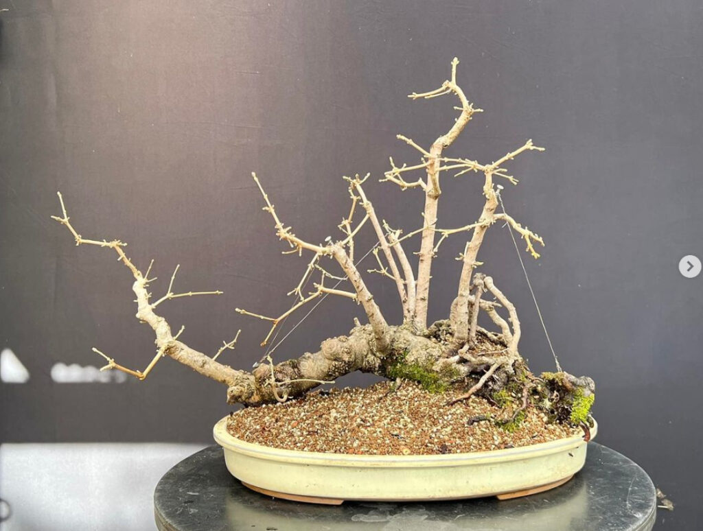 Acer campestre/Field Maple raft bonsai