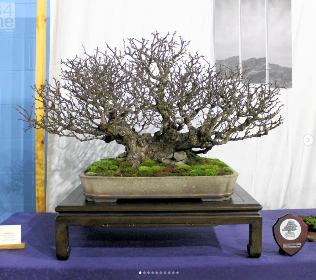 Hawthorn bonsai by Andrew Smith at the Swindon Winter Image Show 2023.
