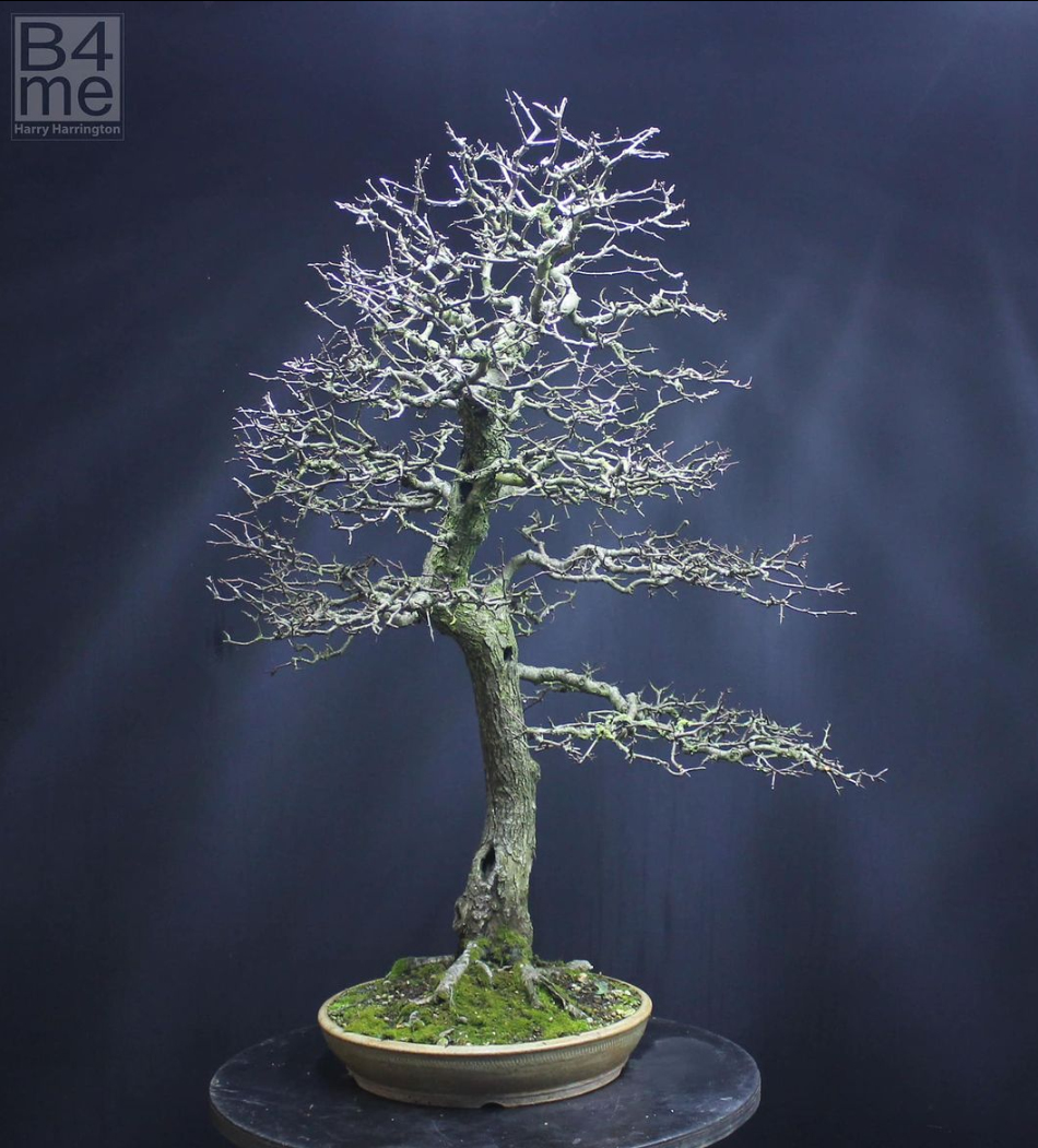 Crataegus monogyna/Common Hawthorn bonsai