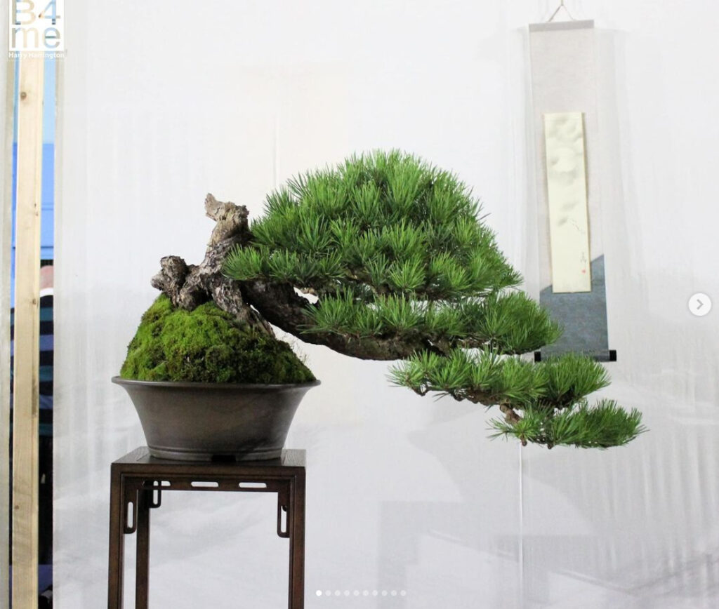 Scots Pine bonsai by Caz Bonsai at the Swindon Winter Image Show 2023.