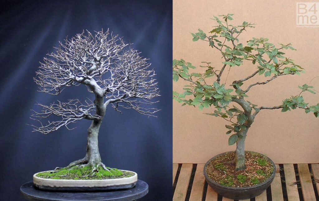 European Beech bonsai, in development with me since 2001, seen here showing 20 years of work, 2003-2023.