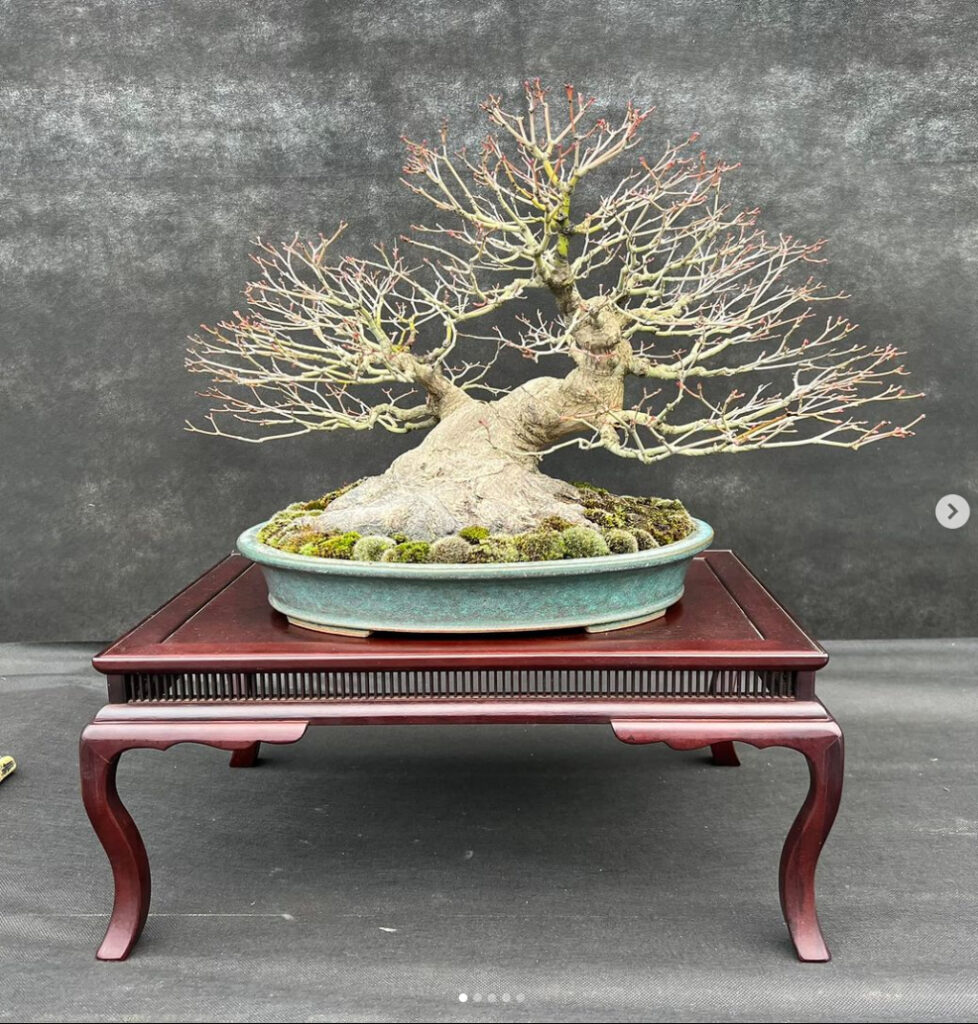 Japanese Maple bonsai by Rod Mcfarlane