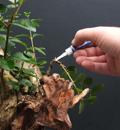 repair snapped branch with superglue