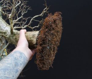 Root pruning bonsai